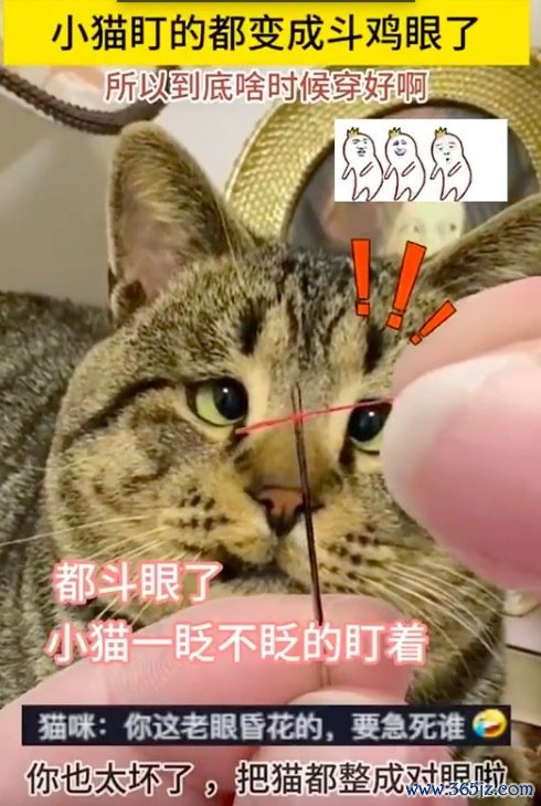 猫咪看主东说念主穿针愁得不可 把小猫急的眼睛瞪成了斗鸡眼