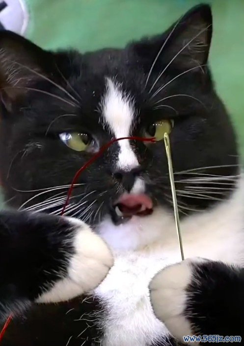 猫咪看主东说念主穿针愁得不可 把小猫急的眼睛瞪成了斗鸡眼