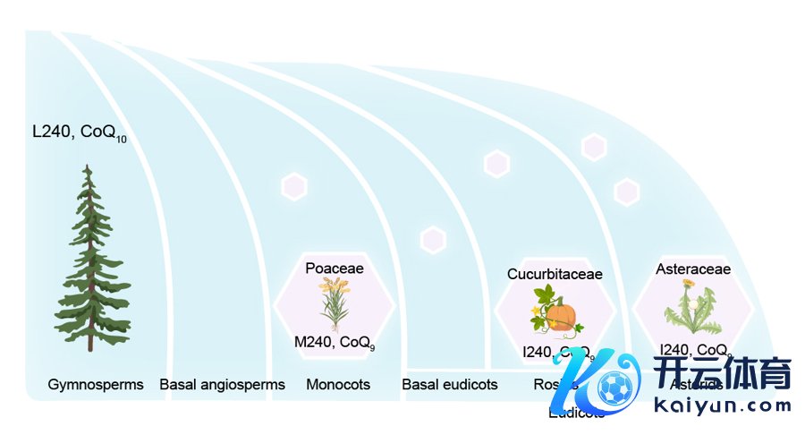 植物辅酶Q种类的进化和关联氨基酸